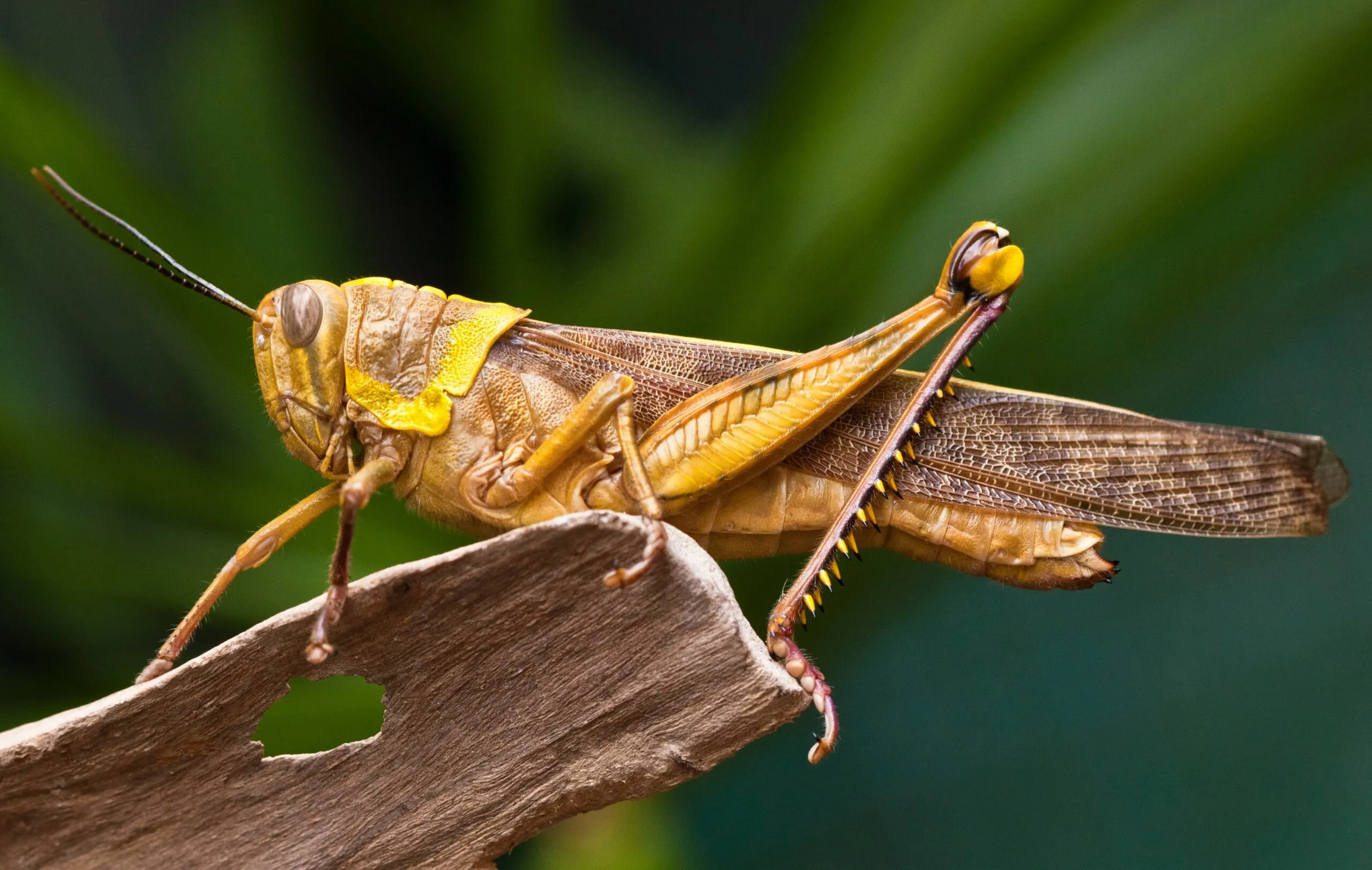 Imagem ilustrativa da imagem Cientistas querem incluir insetos no cardápio do futuro