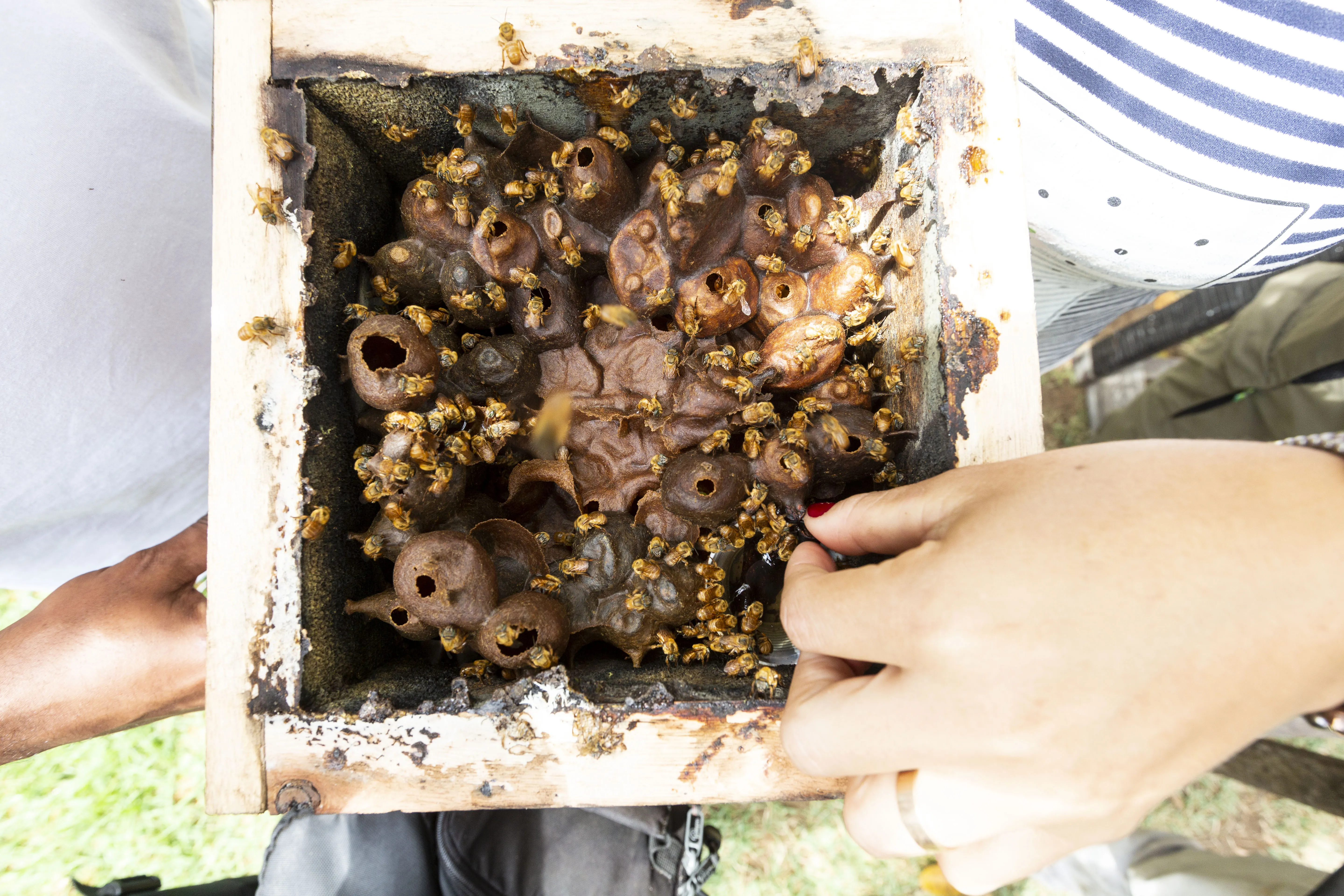 Apicultora realiza processos de manutenção em apiário