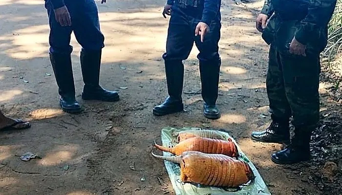 Imagem ilustrativa da imagem Polícia Ambiental encontra quatro tatus abatidos em Linhares