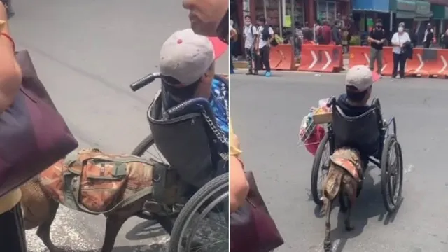 Nas imagens é possível ver que o cão-guia coloca sua cabeça e pescoço na parte traseira da cadeira de rodas e a empurra