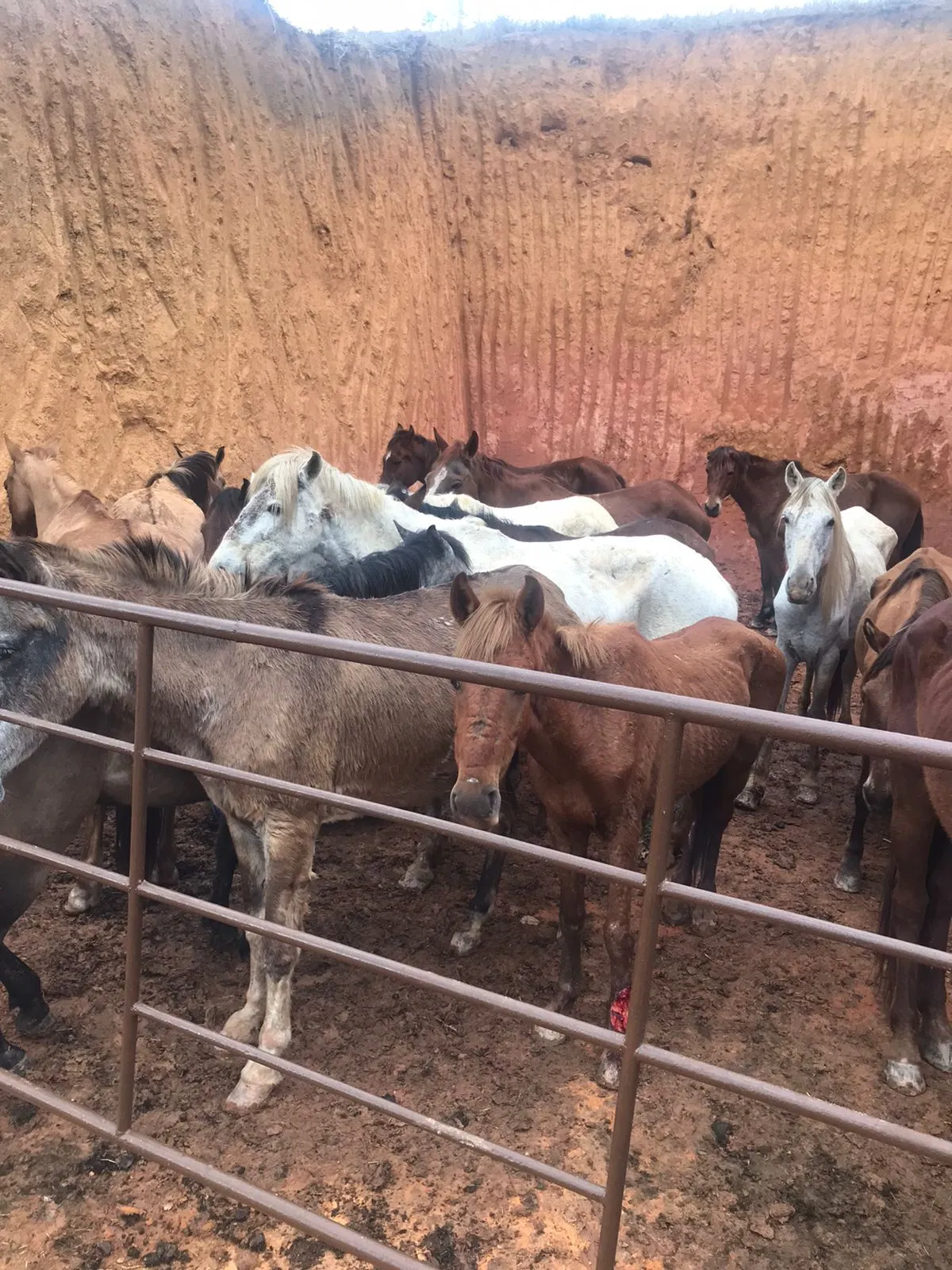 Imagem ilustrativa da imagem Cavalos resgatados seriam vendidos como carne de boi após abate