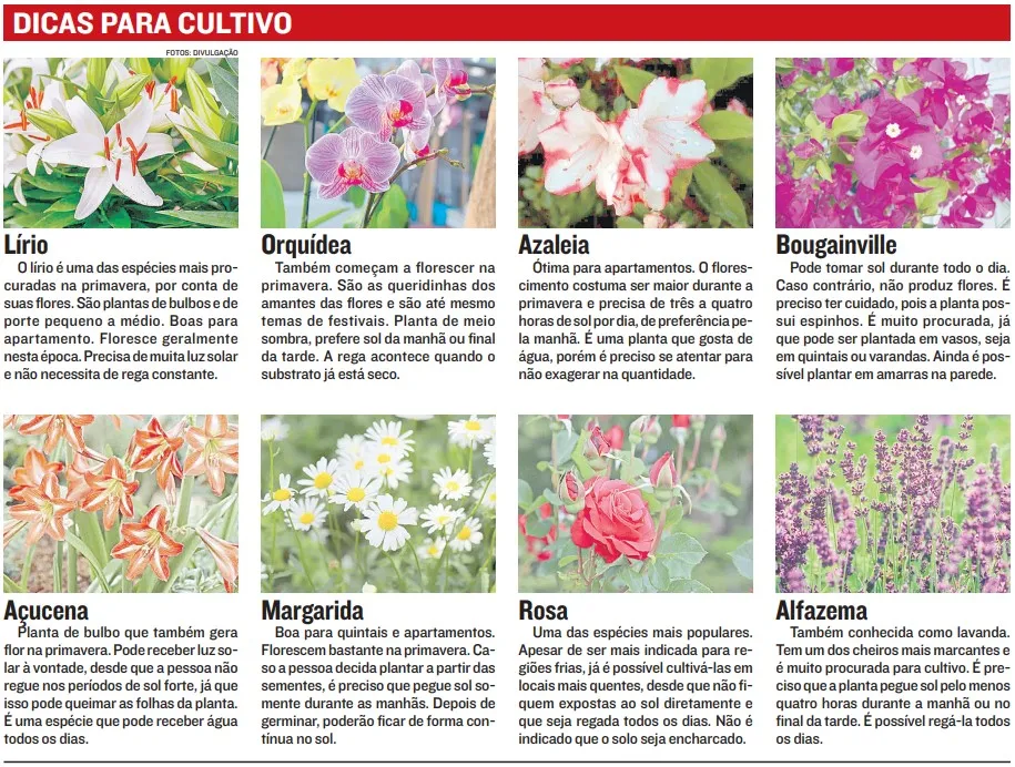 Imagem ilustrativa da imagem Flores ideais para cultivar em casa