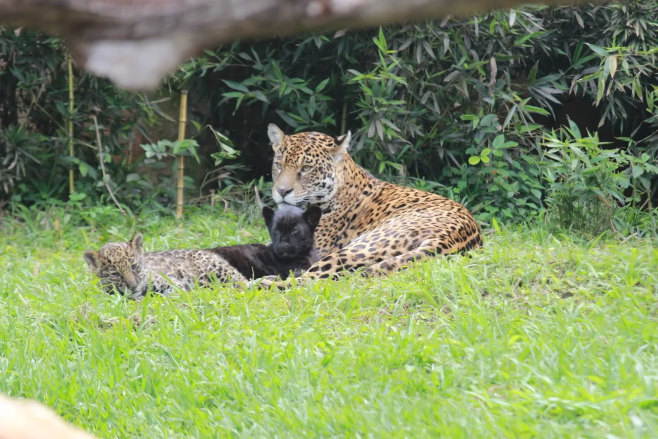 Imagem ilustrativa da imagem Acidente em zoológico: polícia vai apurar ataque de onça