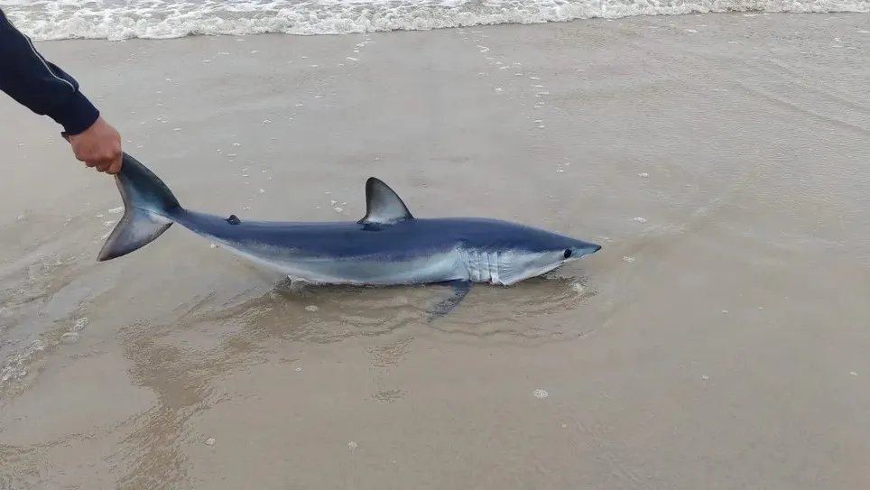 Imagem ilustrativa da imagem Tubarão apontado como o mais rápido do mundo encalha em praia de SP