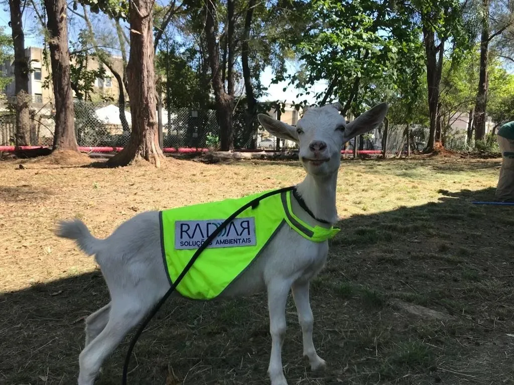 Imagem ilustrativa da imagem Cabra Estrela é contratada para "trabalhar" em aeroporto