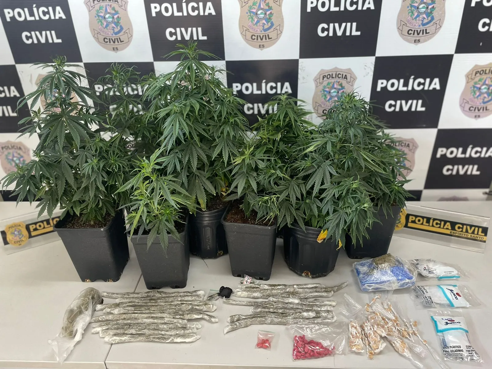 Imagem ilustrativa da imagem Polícia encontra plantação de maconha e prende suspeito de tráfico no ES