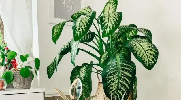 Imagem ilustrativa da imagem ES: Menino de 2 anos é internado na UTI após comer planta "comigo-ninguém-pode"