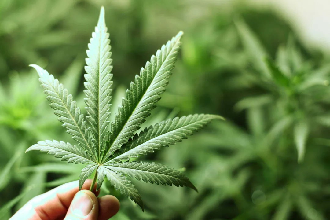 Imagem ilustrativa da imagem Juiz adverte ex-secretária municipal por cultivar maconha em seu terreno