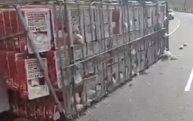 Imagem ilustrativa da imagem VÍDEO | Caminhão com carga de frangos vivos tomba no Sul do Espírito Santo
