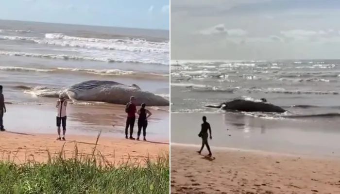 Imagem ilustrativa da imagem Baleia jubarte é encontrada morta em praia da Serra