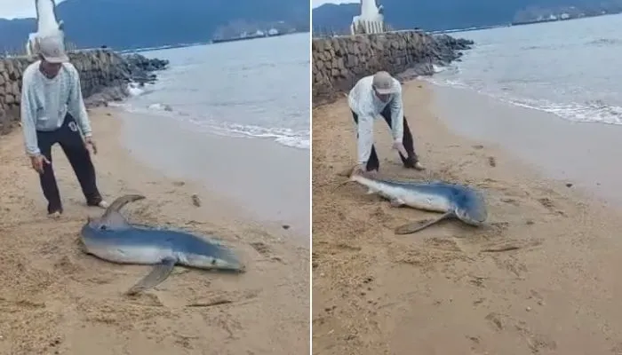 Imagem ilustrativa da imagem Tubarão-azul encalha em praia e moradores o devolvem ao mar em Ilhabela