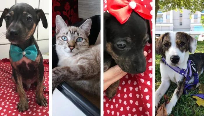 Imagem ilustrativa da imagem Vitória recebe evento de adoção de cães e gatos neste sábado