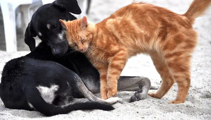 Imagem ilustrativa da imagem Vila Velha realiza feira de adoção de animais neste sábado