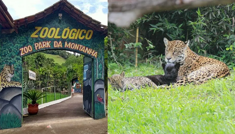 Imagem ilustrativa da imagem Bióloga atacada por onça em zoológico do ES respira sem aparelhos
