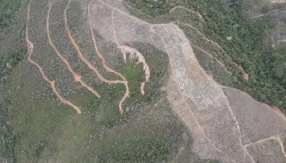 Imagem ilustrativa da imagem Desmatamento para venda de lotes na Mata Atlântica