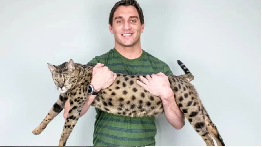 Imagem ilustrativa da imagem VÍDEO | Gato com quase 48 cm de altura ganha título de maior do mundo