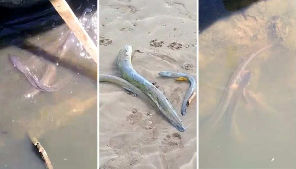 Imagem ilustrativa da imagem Peixes aparecem mortos em lagoa na Serra e prefeitura aponta possível causa