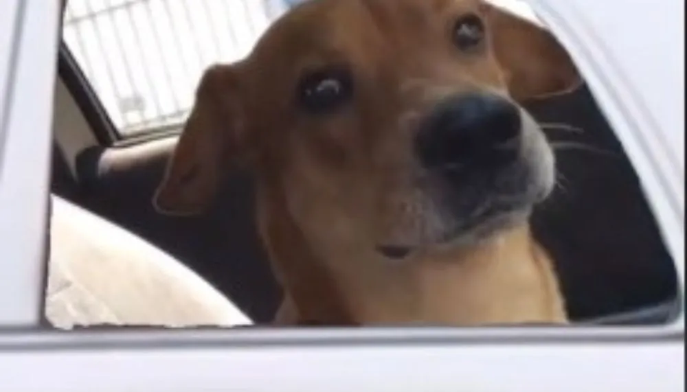 Imagem ilustrativa da imagem Cão que fugiu de Congonhas voa com a tutora para casa em poltrona só para ele