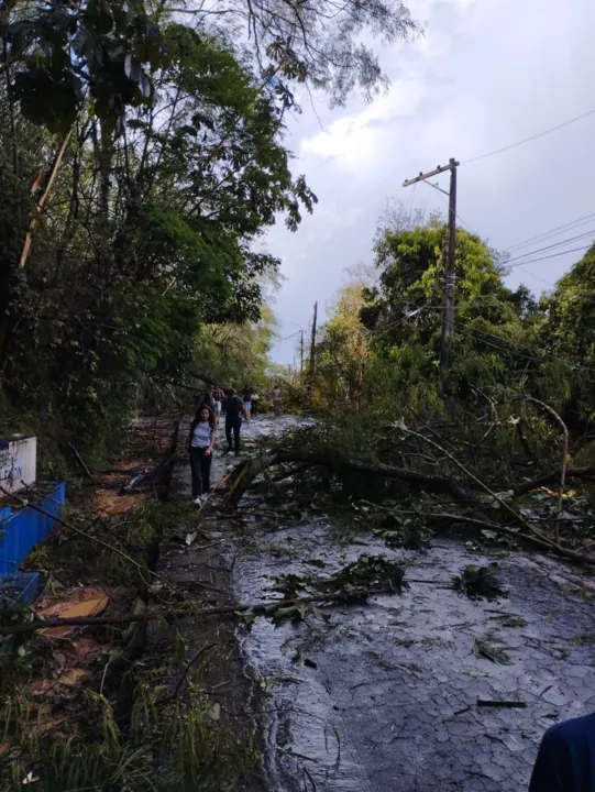Imagem ilustrativa da imagem Chuva derruba árvores e interdita rodovia no ES