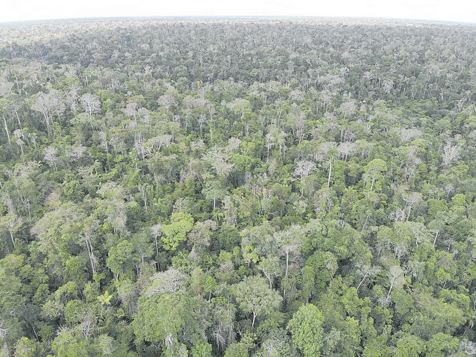 Imagem ilustrativa da imagem Ações que ajudam a proteger a fauna e a flora no Estado