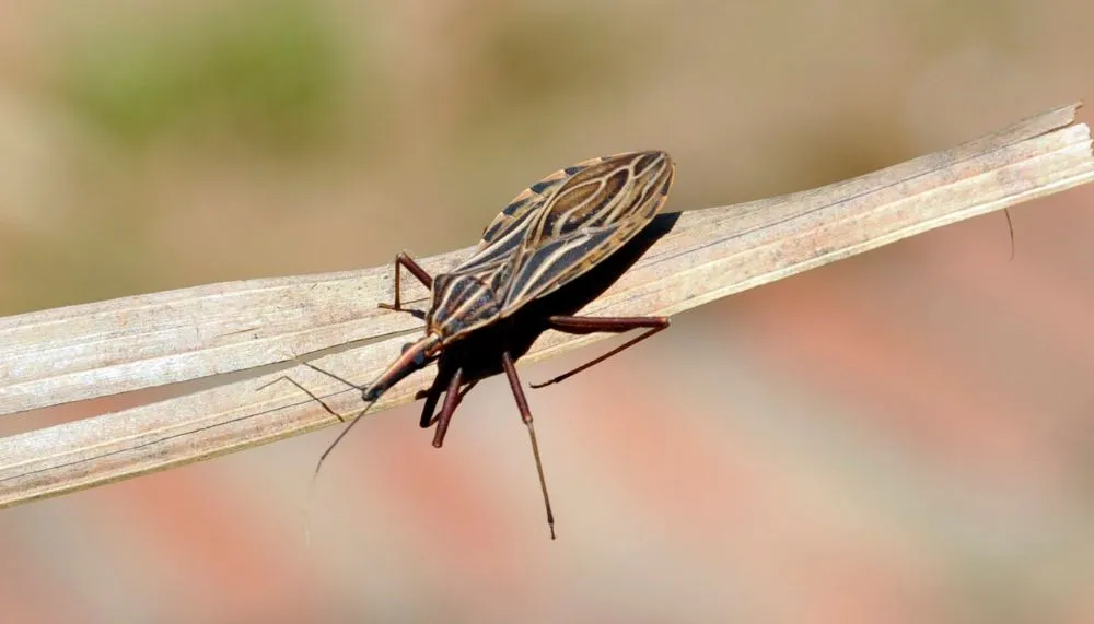 Imagem ilustrativa da imagem Cerca de 1,2 milhão de brasileiros têm Chagas, mas a maioria desconhece