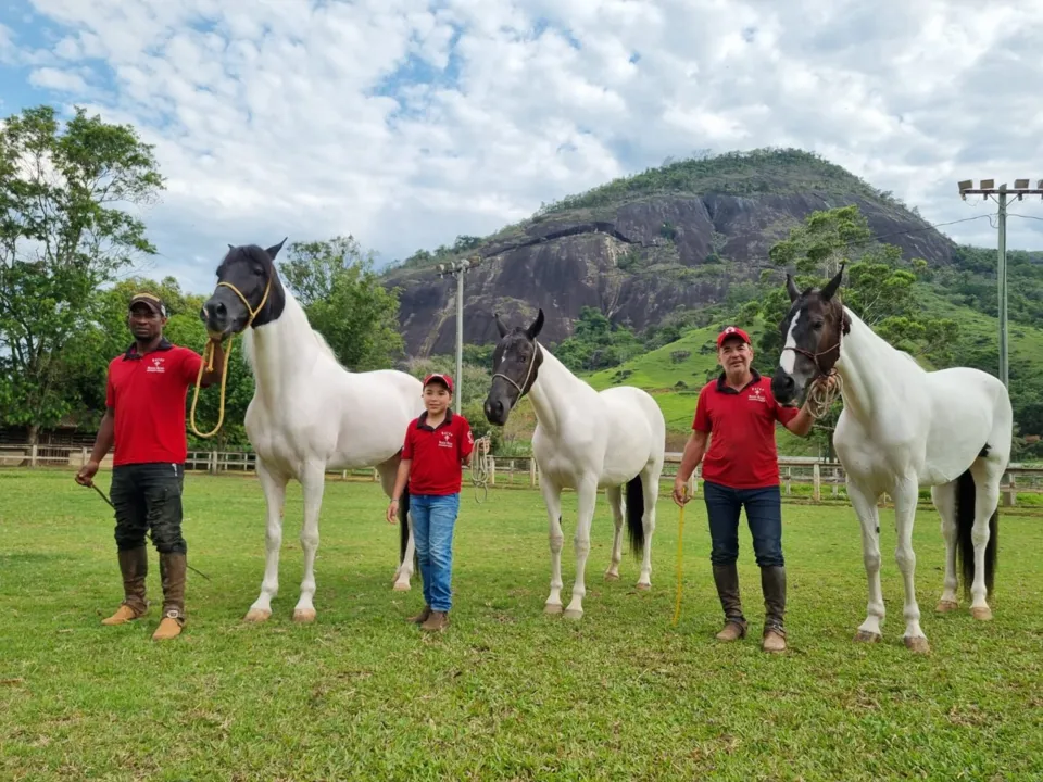 Imagem ilustrativa da imagem Cavalos de até R$ 16 milhões recebem tratamento de estrelas no ES