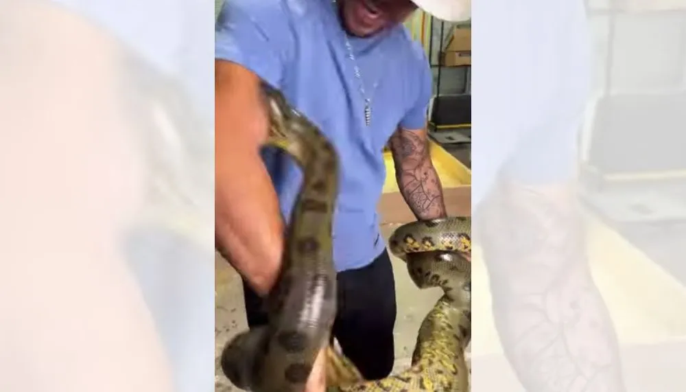 Imagem ilustrativa da imagem Vídeo | Homem é picado várias vezes por anaconda e não solta o animal