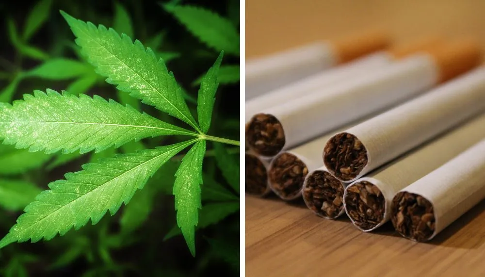 Imagem ilustrativa da imagem Maconha é mais prejudicial aos pulmões que o tabaco, aponta estudo