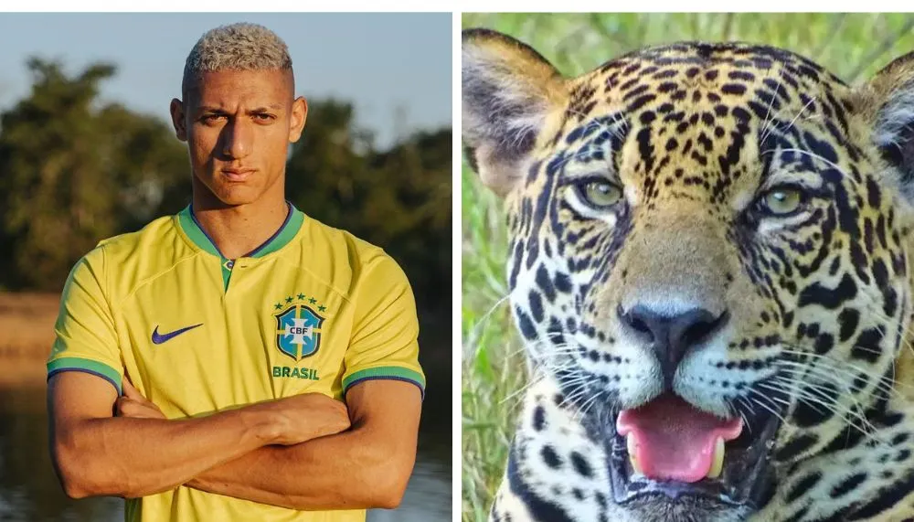 Imagem ilustrativa da imagem "Filho" de Richarlison, onça-pintada Acerola aparece no Pantanal