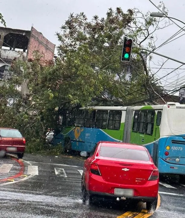 Imagem ilustrativa da imagem Árvore cai e atinge ônibus do Transcol em Vitória