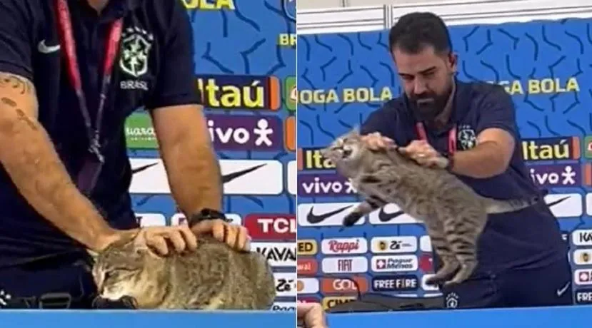 Imagem ilustrativa da imagem ONGs pedem multa de R$ 1 milhão à CBF por episódio com gato na Copa