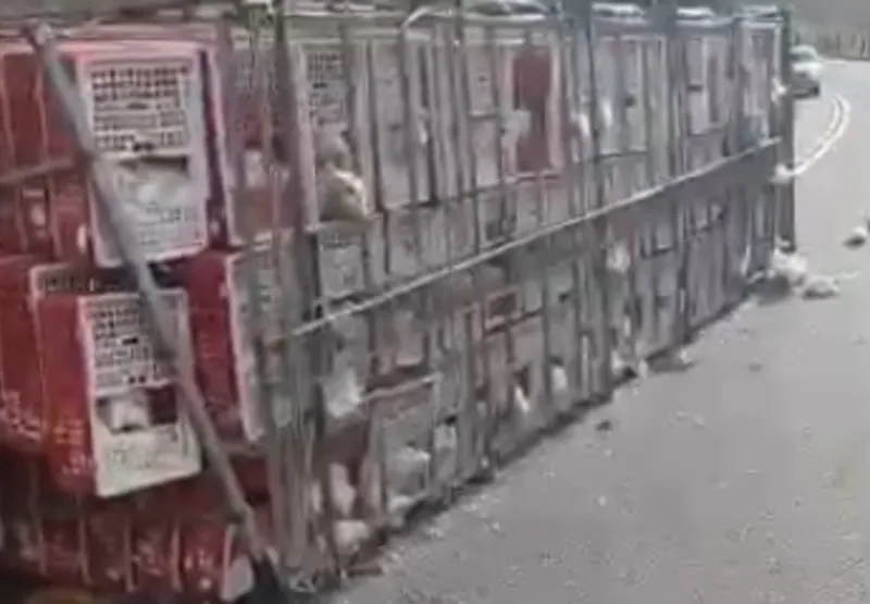 Caminhão com carga de frangos vivos tombado em rodovia