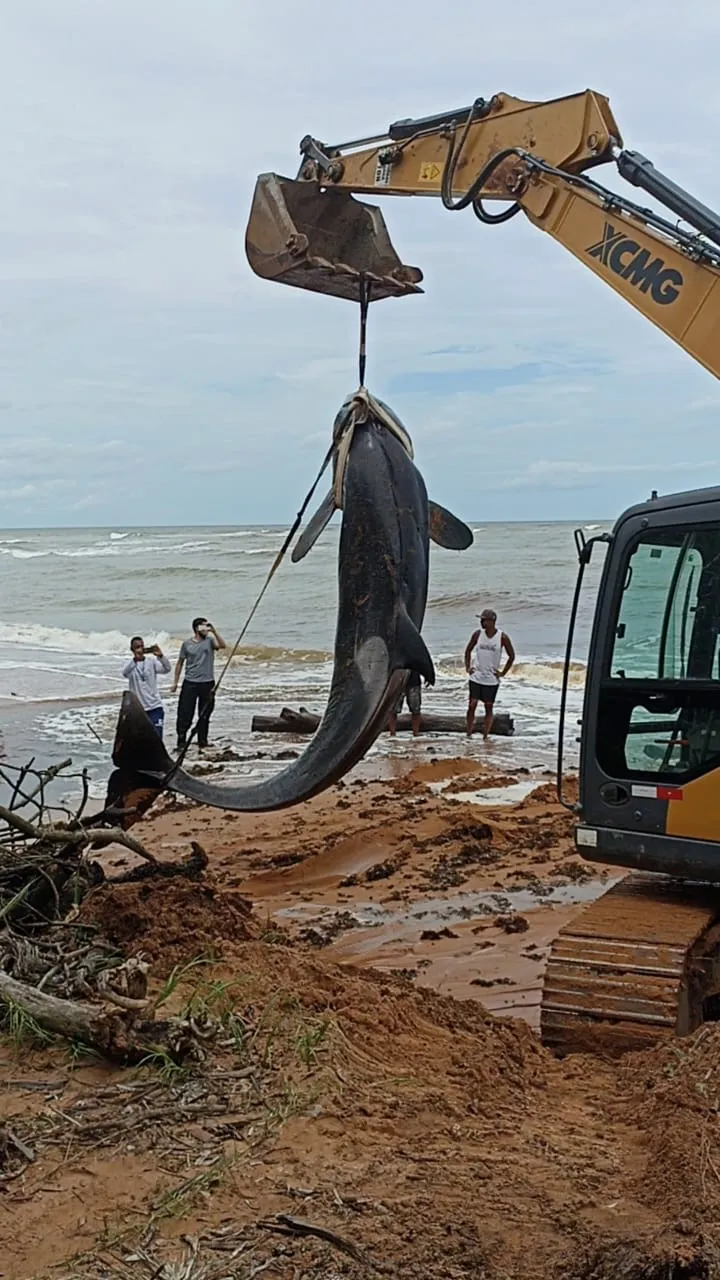 Imagem ilustrativa da imagem Orca encontrada morta em praia da Serra já está sendo analisada