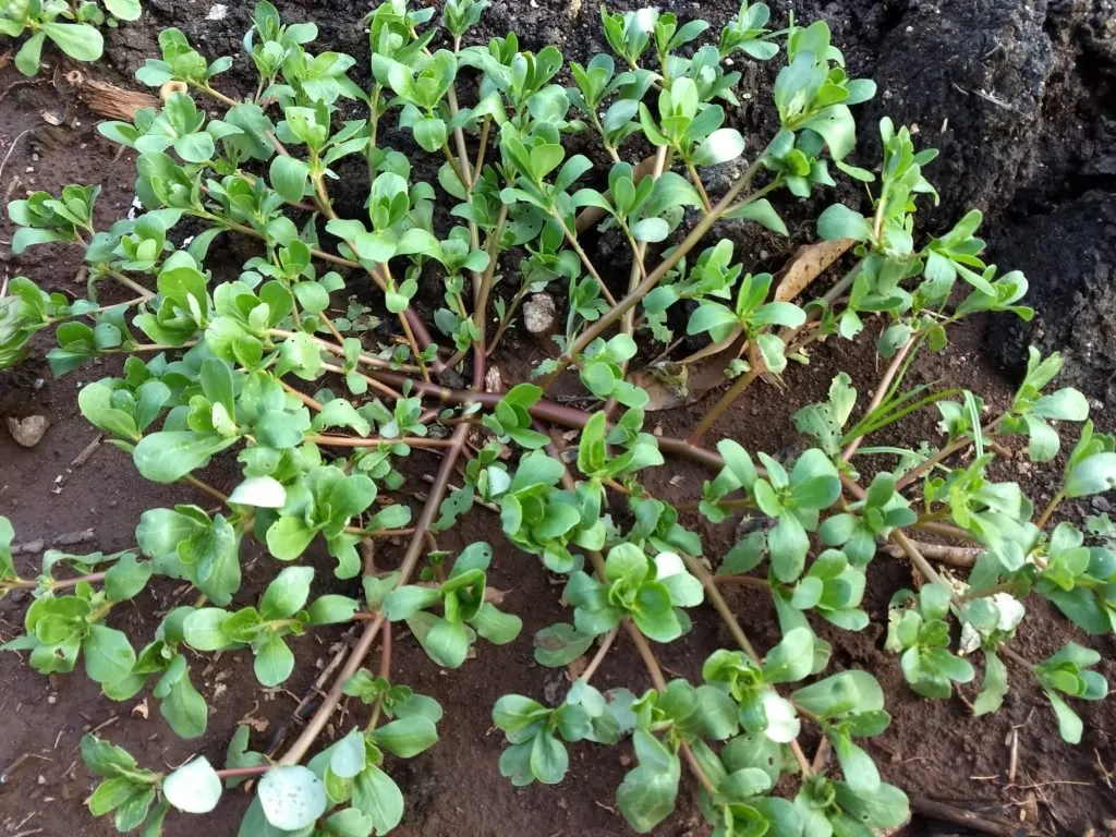 Imagem ilustrativa da imagem Vinte plantas pouco conhecidas que servem para comer