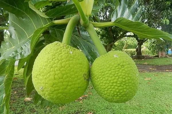 Imagem ilustrativa da imagem Vinte plantas pouco conhecidas que servem para comer