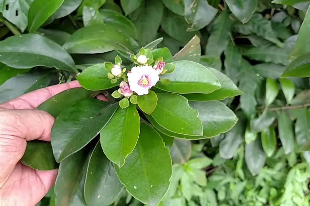 Imagem ilustrativa da imagem Vinte plantas pouco conhecidas que servem para comer