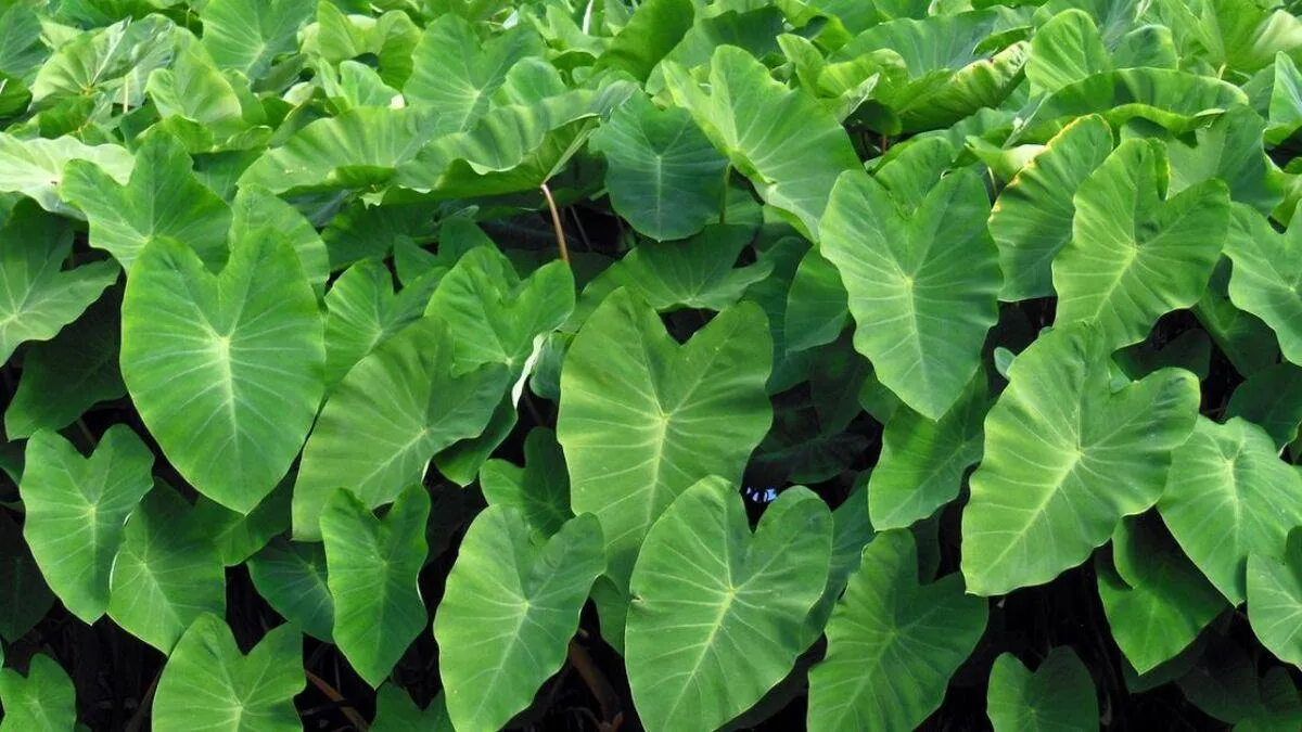 Imagem ilustrativa da imagem Vinte plantas pouco conhecidas que servem para comer