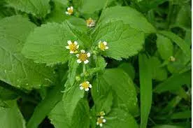 Imagem ilustrativa da imagem Vinte plantas pouco conhecidas que servem para comer