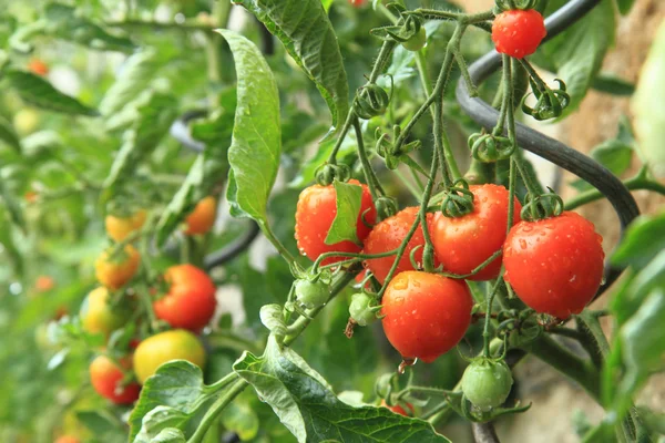 Imagem ilustrativa da imagem Vinte plantas pouco conhecidas que servem para comer