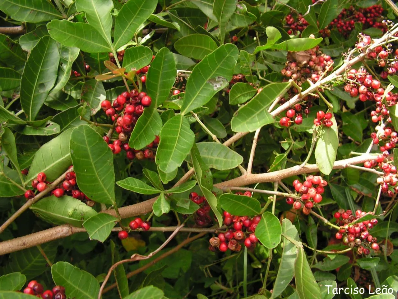 Imagem ilustrativa da imagem Vinte plantas pouco conhecidas que servem para comer