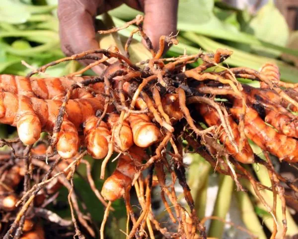 Imagem ilustrativa da imagem Vinte plantas pouco conhecidas que servem para comer