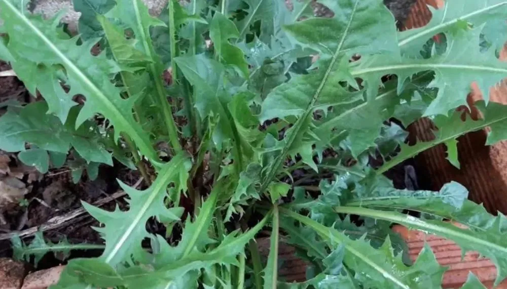 Imagem ilustrativa da imagem Plantas pouco conhecidas que servem para comer