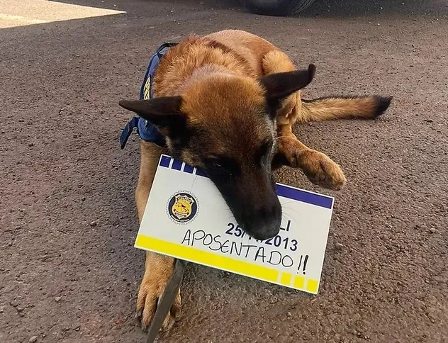 Imagem ilustrativa da imagem Cão farejador se "aposenta" da PRF e ganha festa com bolo de ração e mergulho