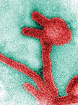Imagem ilustrativa da imagem Vírus de Marburg, um dos mais letais do mundo, tem surto confirmado pela OMS