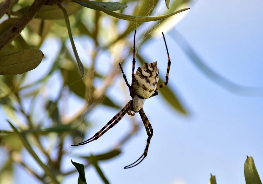 Imagem ilustrativa da imagem Empresa de celulose é condenada a indenizar trabalhador com fobia de aranhas