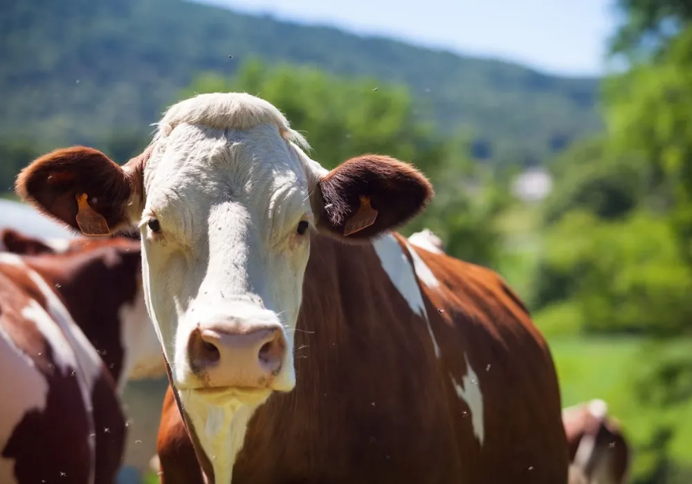 Imagem ilustrativa da imagem Ministério da Agricultura confirma que caso de "vaca louca" no Pará é atípico