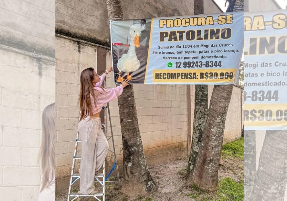 Imagem ilustrativa da imagem VÍDEO | Desesperada, influenciadora oferece R$ 30 mil a quem encontrar seu pato