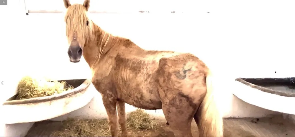 Imagem ilustrativa da imagem Prefeitura do Recife resgata 14 cavalos abandonados para adoção