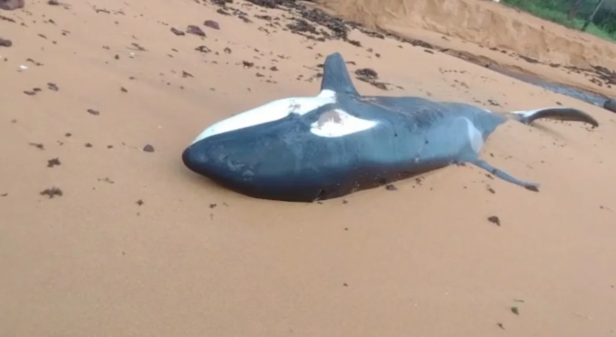 Imagem ilustrativa da imagem VÍDEO | Orca é encontrada morta em praia da Serra