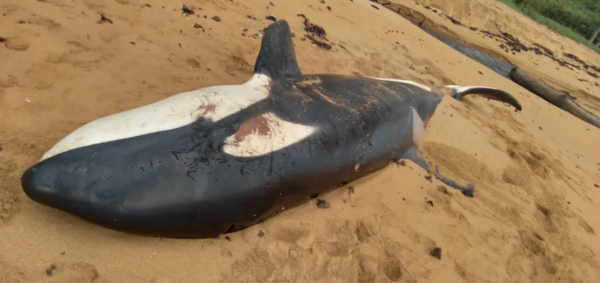Imagem ilustrativa da imagem "Não parecia estar bem", diz pesquisador sobre Orca encontrada morta no ES